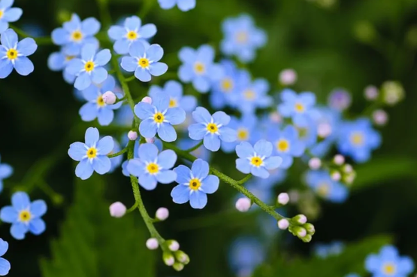 hoa lưu ly Myosotis arvensis
