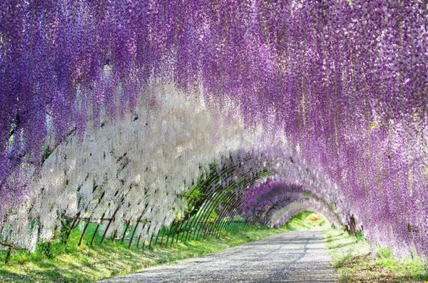 Đường hầm hoa tử đằng ở Công viên Ashikaga, Nhật Bản