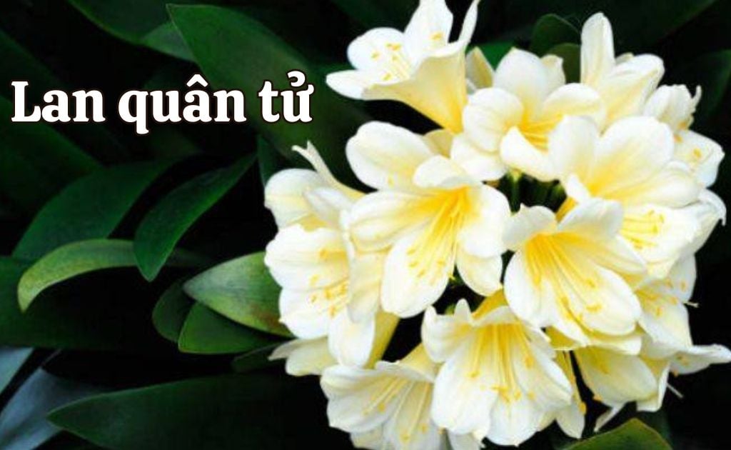 Lan quân tử (Đại quân tử, Clivia) — Clivia miniata