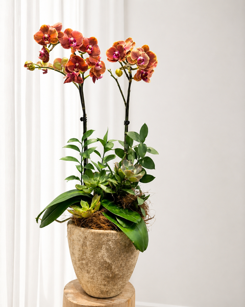 Lan Hồ Điệp: Chậu Lan Hồ Điệp Ánh Dương Cát Tường - LHD231