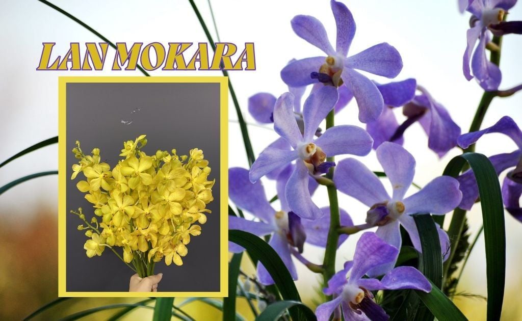 Lan Mokara — Mokara (Arachnis × Ascocentrum × Vanda)