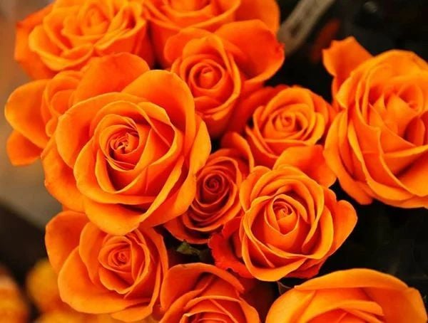 Orange Roses – Enthusiasm and Desire