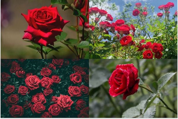 Vẻ đẹp không thể chối từ của những bông hoa hồng đỏ quyến rũ
