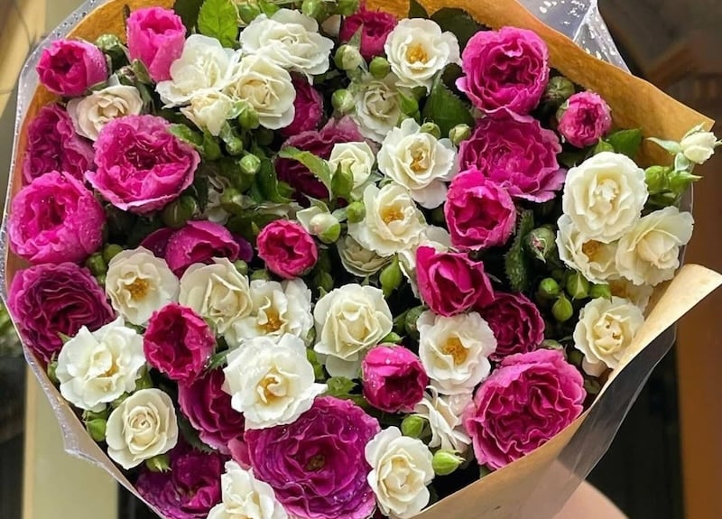 Hoa hồng trắng Friendship mix hoa hồng Minerva thơm ngấy ngây - Hoa hồng sinh nhật đẹp nhất Thế Giới