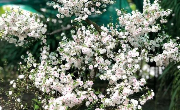 Nhất chi mai tượng trưng cho sự thịnh vượng
