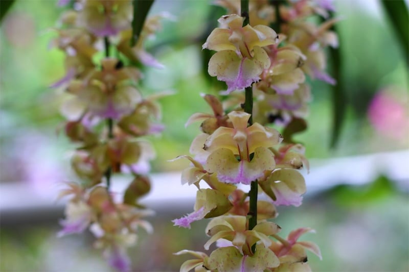 Hoa phong lan tam bảo sắc thuộc họ lan Orchidaceae, bộ Asparagales, chi Aerides falcate hay gọi là chi lan giáng hương