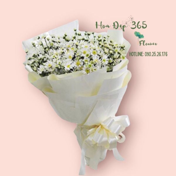 hoa cúc họa mi đẹp