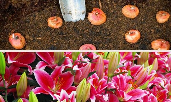 Cách hồng hoa ly hồng bằng củ khá phổ biến và đơn giản