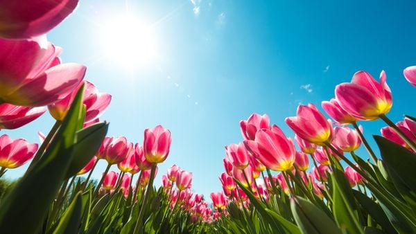 ảnh hoa tulip đẹp 2