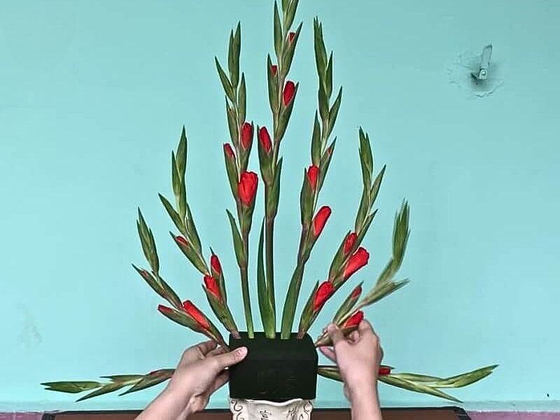 Hoa lay ơn cam