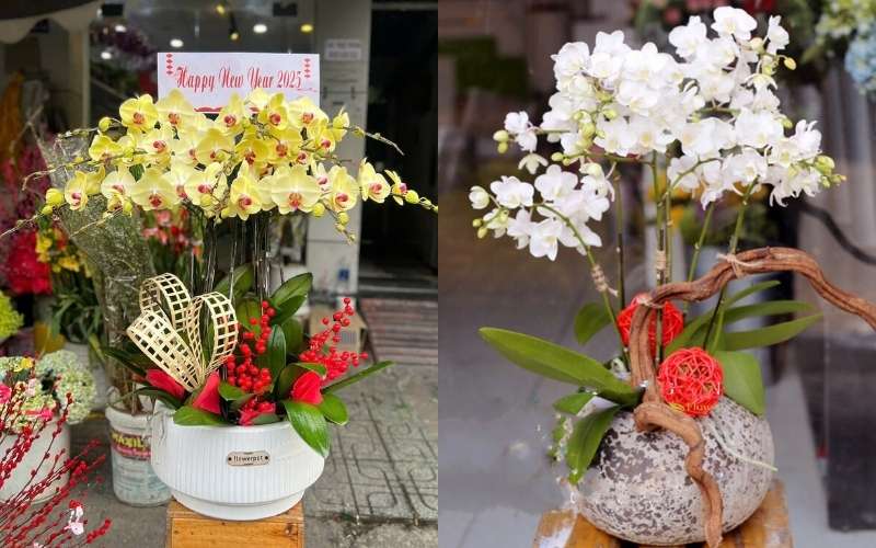 Chậu hoa Phalaenopsis Orchids chúc mừng thăng chức tại Flosa