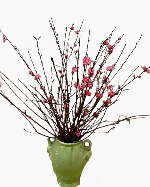 Hoa Cắt Cành: Cành Đào Bắc - Hoa Cắt Cành
