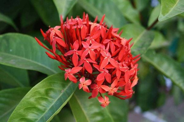 Hoa trang đỏ là một trong những loài hoa quen thuộc thường thấy ở Việt Nam