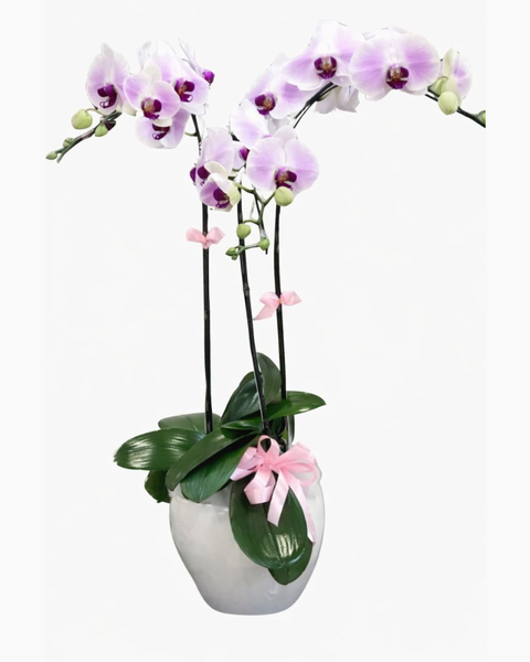 Lan Hồ Điệp: Chậu Hoa Lan Hồ Điệp Vững Chắc - LHĐ45