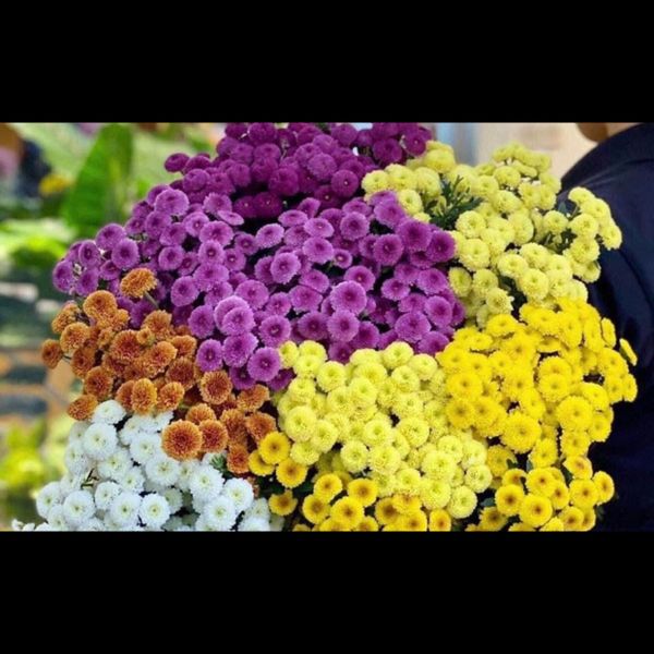  Hoa Cúc Calimero - Hoa Tươi Cắt Cành Lẻ Giao 2H Tại TPHCM 