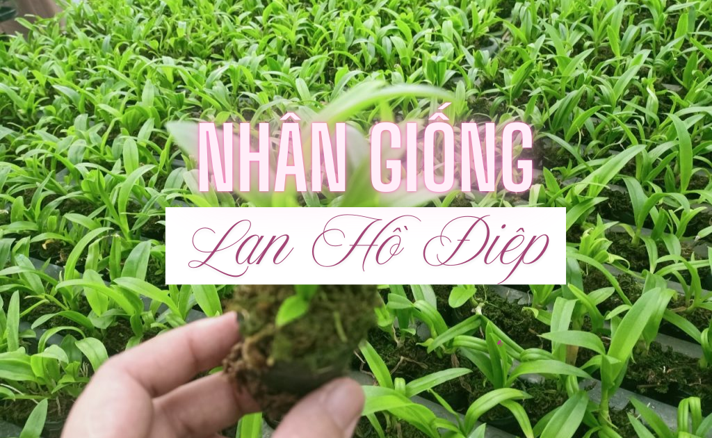 Cách nhân giống lan hồ điệp đơn giản nhất, kỹ thuật từ cành hoa tàn
