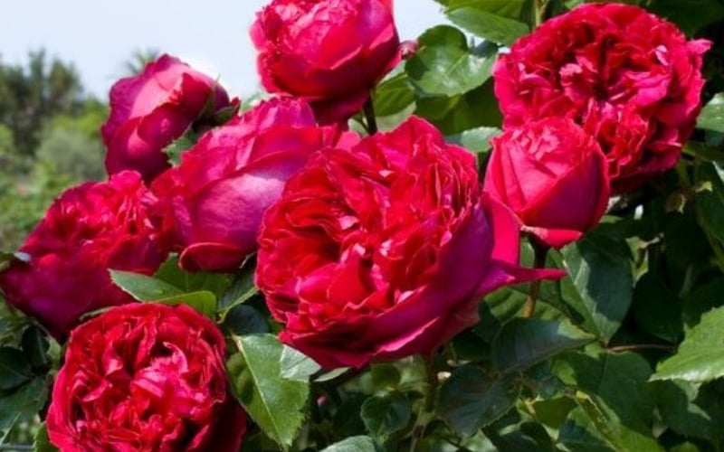 Hoa hồng Monalisa Rose khá cứng cáp, với nhiều gai cứng và nhọn,