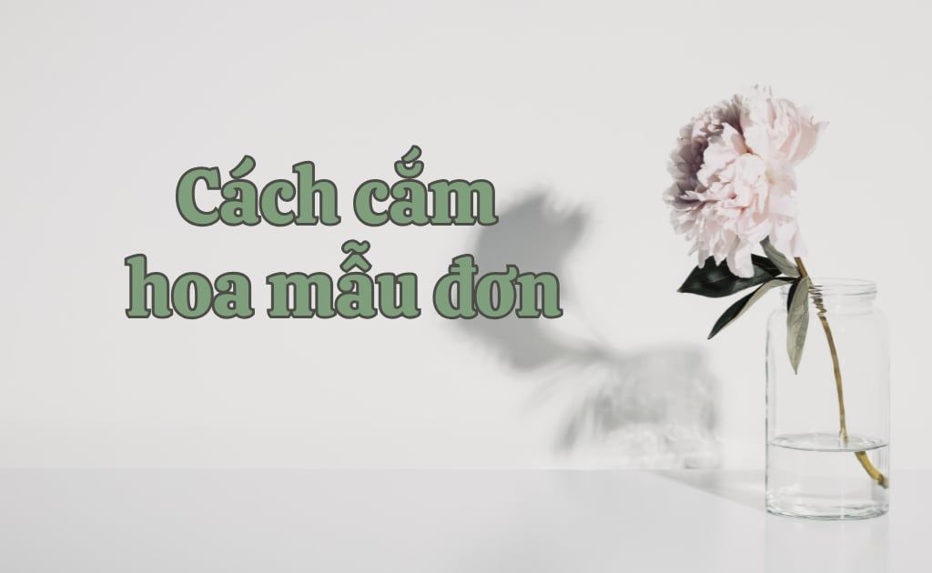 Cách cắm hoa mẫu đơn tươi lâu cả tuần, nở bung đẹp rực rỡ tại nhà