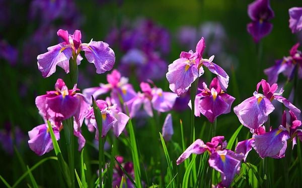 Hoa diên vĩ mang sắc tím tuyệt đẹp