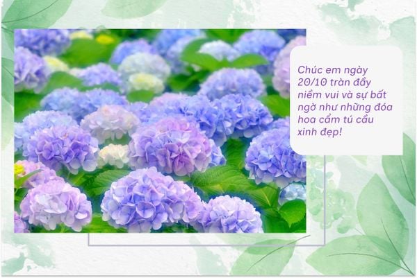 Chúc em ngày 20/10 tràn đầy niềm vui và sự bất ngờ như những đóa hoa cẩm tú cầu xinh đẹp!