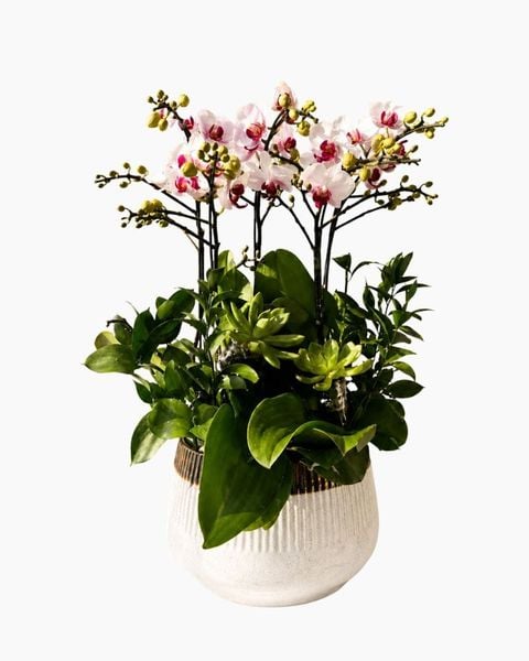 Lan Hồ Điệp: Chậu Lan Hồ Điệp Hồng Ngọc Phú Quý - LHD228