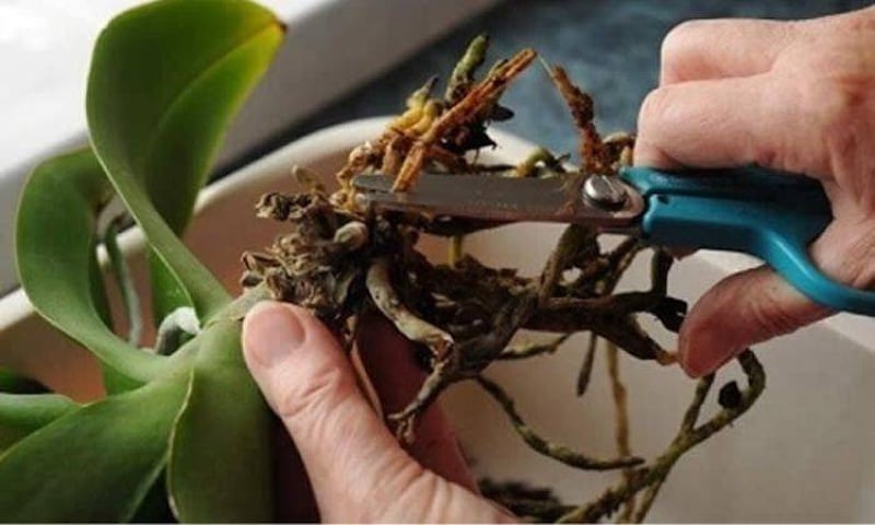 Loại bỏ những phần cành, lá bị hư hoặc sâu bệnh trên Lan Hải Yến để cây khỏe mạnh hơn