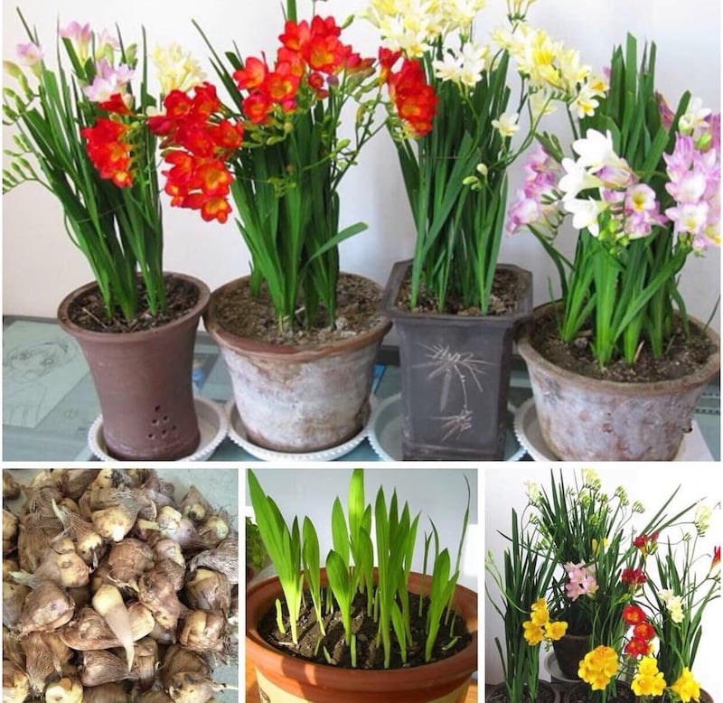 Hướng dẫn các bước chi tiết trong cách trồng hoa Lan Nam Phi (Freesia) từ củ giống)