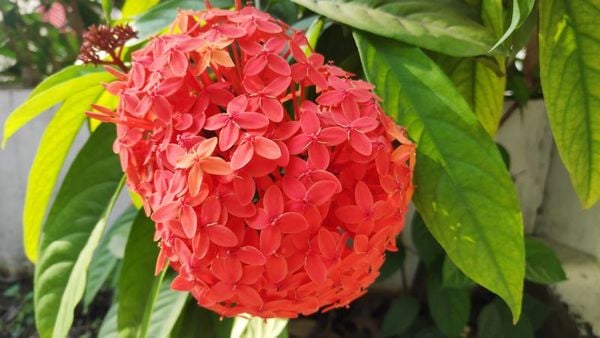 Cây bông trang là gì? Tìm hiểu ý nghĩa, đặc điểm và phân loại hoa trang.