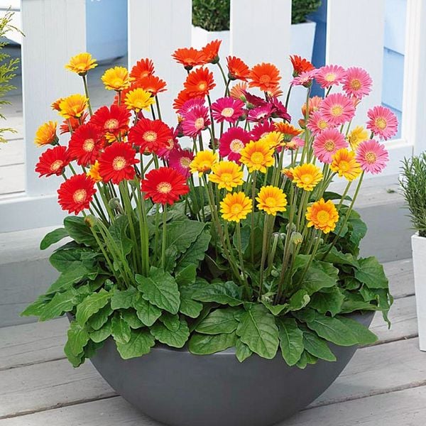 Cúc đồng tiền đa dạng màu sắc thích hợp để chưng Tết