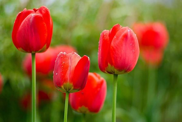ảnh hoa tulip đẹp 4