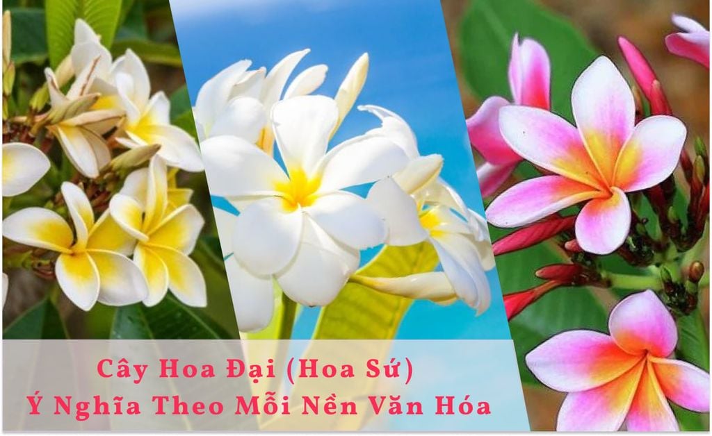 Đại (Sứ, Champa, Frangipani) — Plumeria rubra