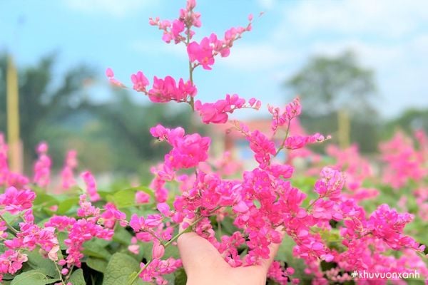 Trồng cây hoa ti gôn làm giàn leo trang trí nhà cửa, tạo bóng râm đẹp