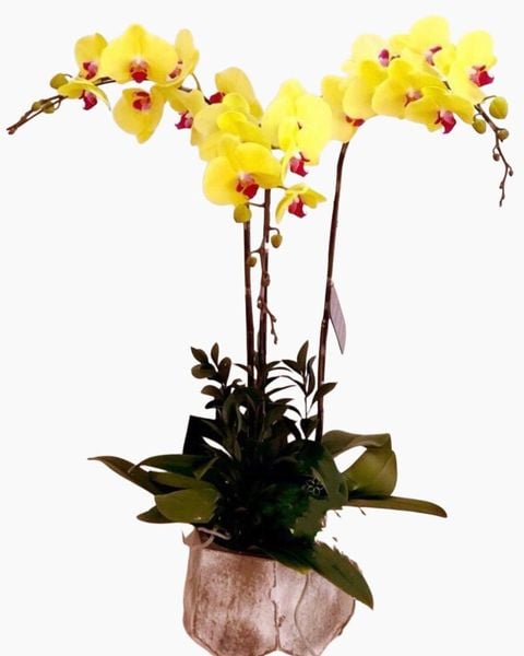  Chậu Hoa Lan Hồ Điệp Vàng Best Of Luck  - LHĐ12 