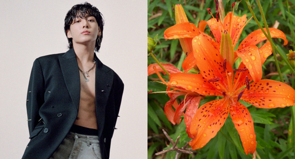 Nguồn gốc hoa ly hổ - loài hoa tháng sinh của JungKook