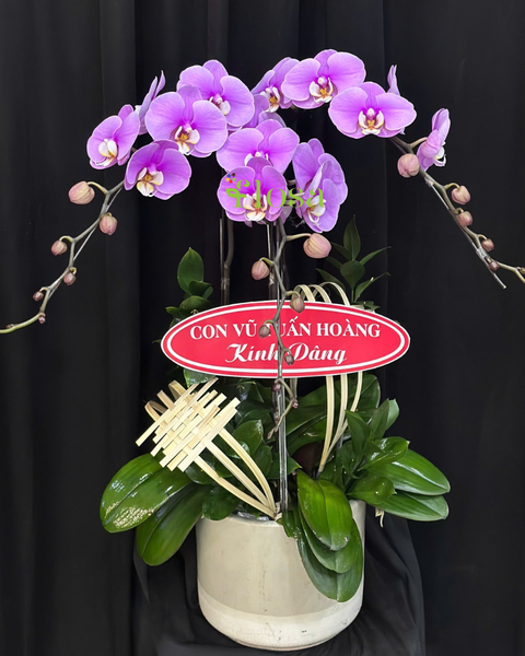  Chậu Lan Hồ Điệp Thuỷ Chung-LHĐ122 