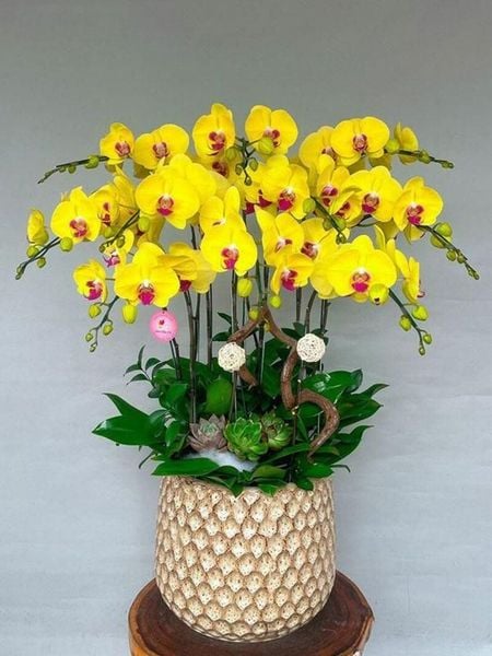 Lan hồ điệp vàng lưỡi đỏ tượng trưng cho may mắn và khởi đầu thuận lợi