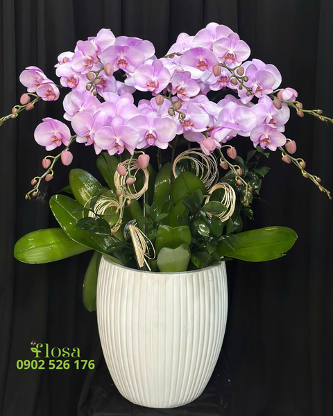 Chậu Lan Hồ Điệp Duyên Nữ - LHĐ131 