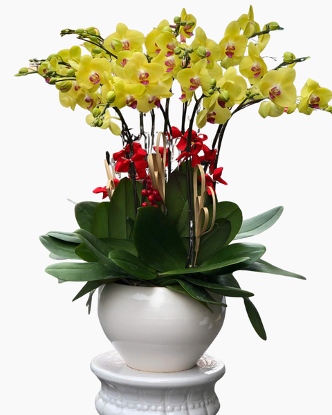 Trong phong thuỷ, lan hồ điệp tượng trưng cho sự tài lộc, sung túc