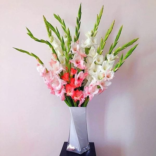 Bình Hoa Lay Ơn Mix Màu