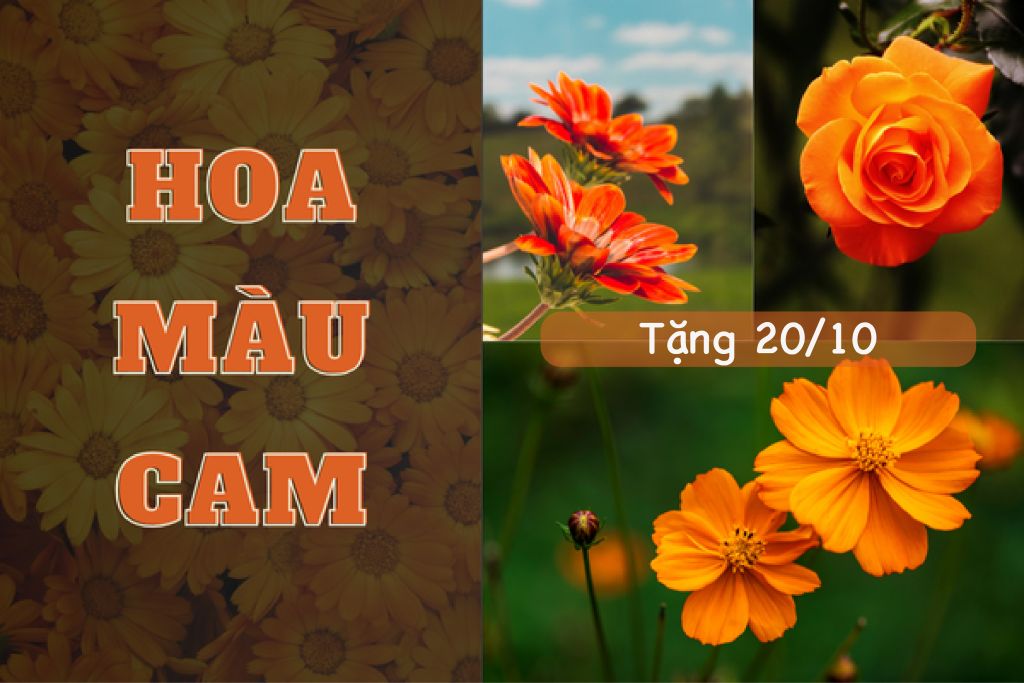 Hoa màu cam