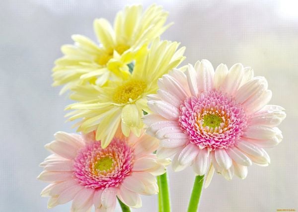 Hoa nên dùng để cúng bàn thờ ông Địa