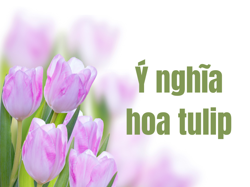 Tulip (Uất kim hương) — Tulipa gesneriana