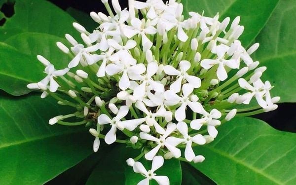 Ngoài đỏ và vàng, hoa trang cũng có màu trắng hoặc hồng với mùi hương đặc trưng