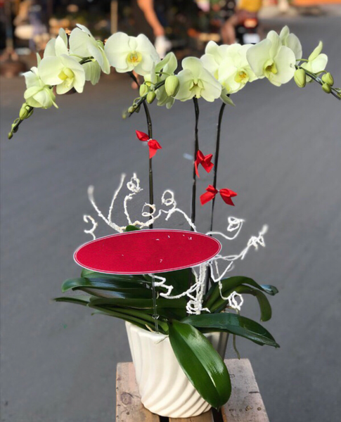 Lan Hồ Điệp: Chậu Hoa Lan Hồ Điệp Xanh Bơ - LHĐ41
