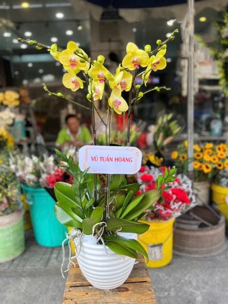 Lan Hồ Điệp: Chậu Hoa Lan Hồ Điệp Vàng - LHĐ104
