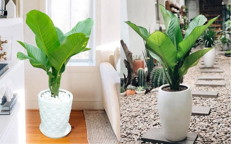 Cây đại phú gia thường được chọn làm cây cảnh tặng khai trương