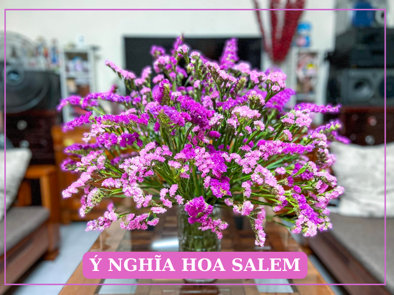 Hoa salem (statice) — Limonium sinuatum
