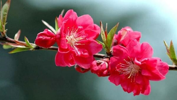 Hình ảnh cây hoa đào đỏ thắm nở rộ khoe sắc dưới ánh nắng ban mai