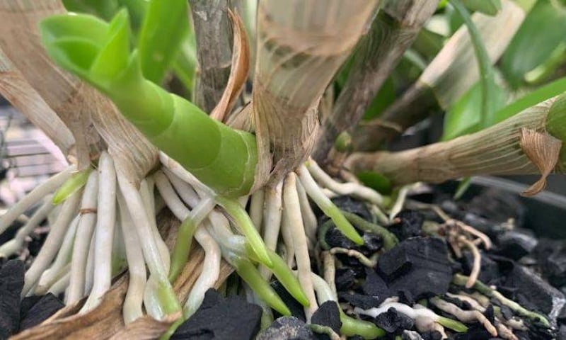 Bộ rễ lan Hồ Điệp khỏe mạnh nhờ được tưới nước đúng cách