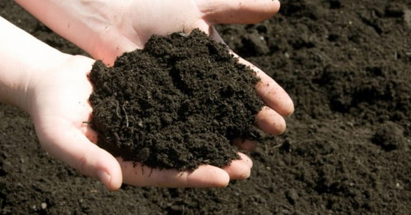 Cách xử lý, trộn và sử dụng giá thể trồng lan hồ điệp hiệu quả